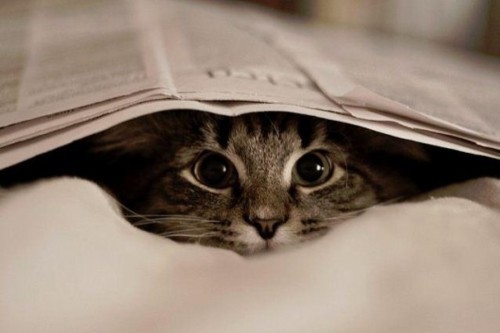 cat-gato-jornal-Favim.com-252717