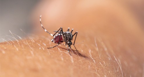 chikungunya-dengue-diferencas-prevenir-3